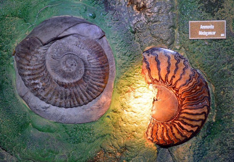 22Atherton (35).JPG - The Crystal Caves displays of Geodes, Crystals, Fossils, Petrified timbers